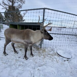 The Caribou (Adopt-a-Critter) Holiday Special
